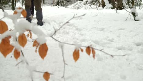 leg detail view of hikers with black dog walking in a snow covered landscape among evergreen trees