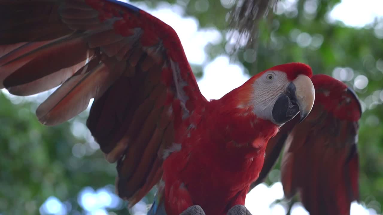 cerca de guacamayo rojo