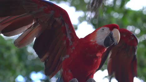 close up of red macaw