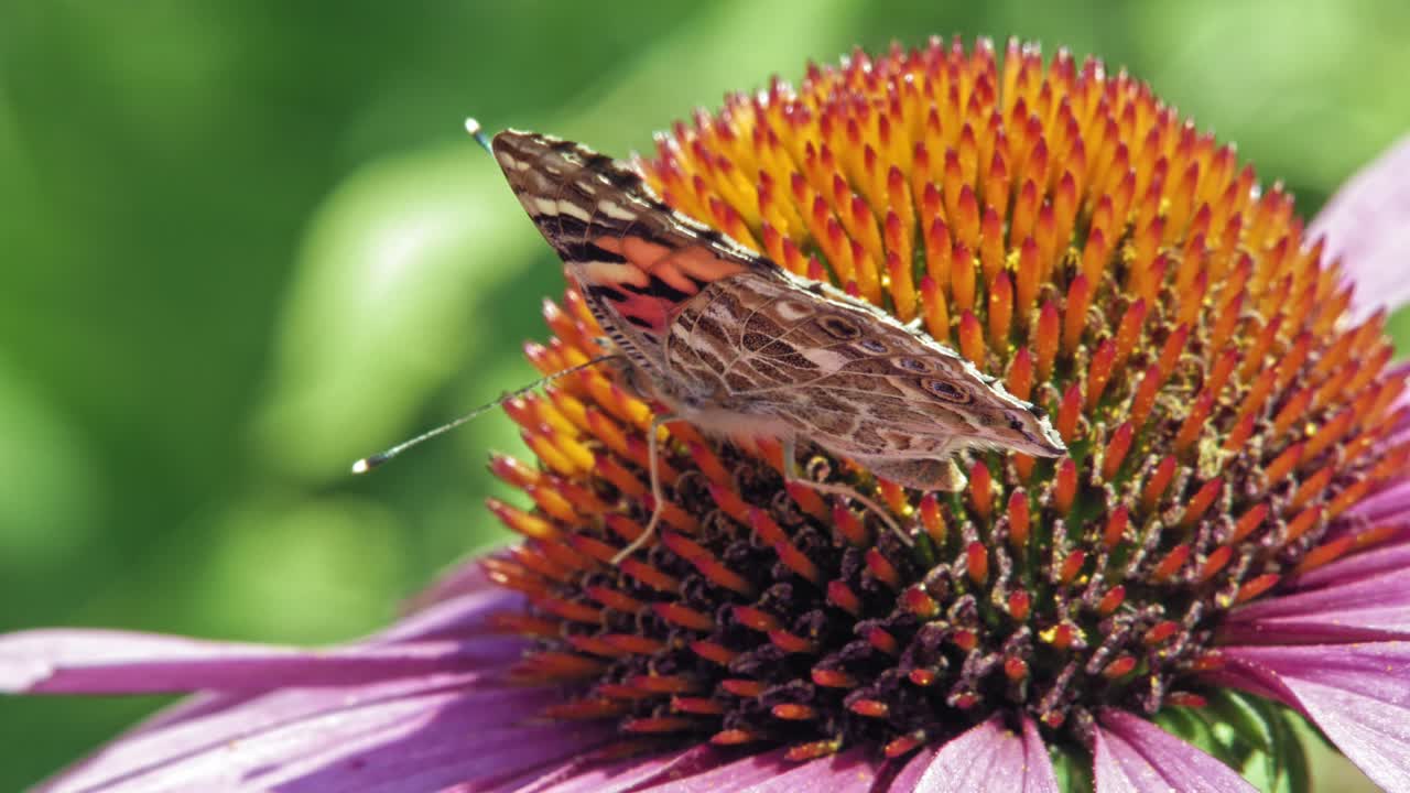 un primerísimo plano macro de una pequeña mariposa naranja de concha con alas cerradas recogiendo néctar de la equinácea púrpura sobre fondo verde