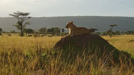 Orgullo-De-Leones-En-Masai-Mara,-Kenia,-áfrica,-Leona-En-Un-Safari-Africano-De-Vida-Silvestre-Tumbada-Al-Sol-En-Un-Montículo-De-Termitas-Mirando-Alrededor-En-Masai-Mara,-Toma-De-Gran-Angular-Con-Paisaje-Paisajístico