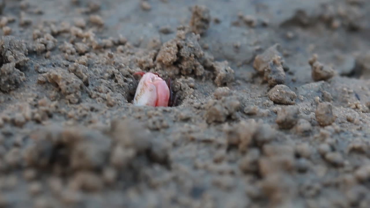 краб с поднятыми клешнями идет по белому песчаному пляжу, разрешение 4k