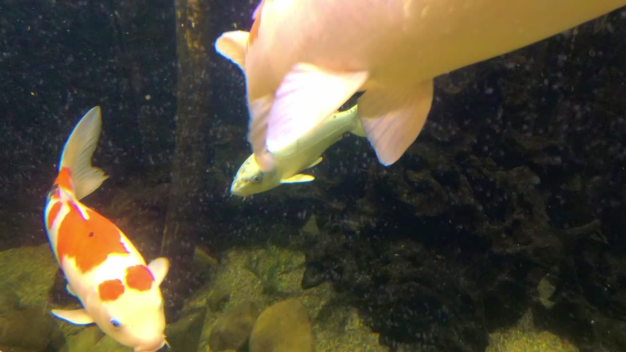 coloridos peces tropicales en el acuario
