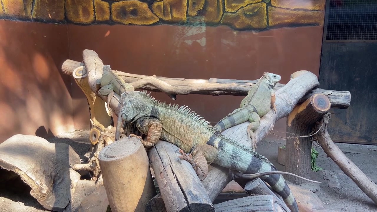 Three Green Iguanas Resting on Wooden Logs in Enclosure
