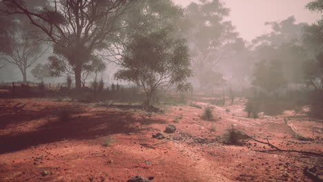 foggy forest in australia