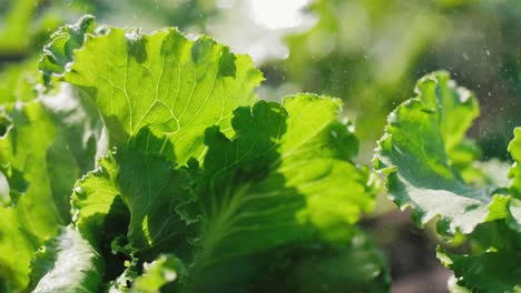 green lettuce in the rain