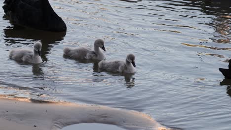 family of swans bonding in serene waters