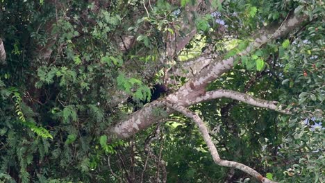 el oso negro asiático bajando de un árbol fructífero, ursus thibetanus, también se llama oso negro asiático