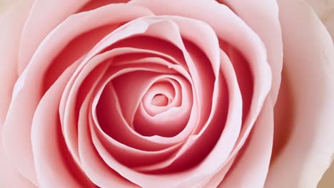 beautiful pink rose rotating on white background, macro shot. bud closeup. blooming pink rose flower open. holiday backdrop, valentine's day concept.