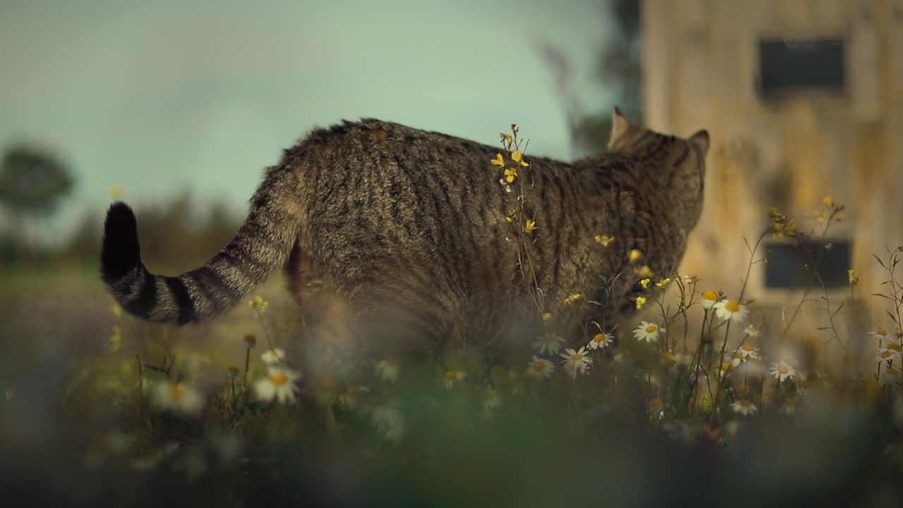 gato tabby comiendo flores en un refugio para animales