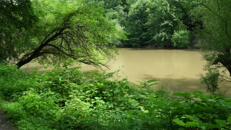 green trees and murky water
