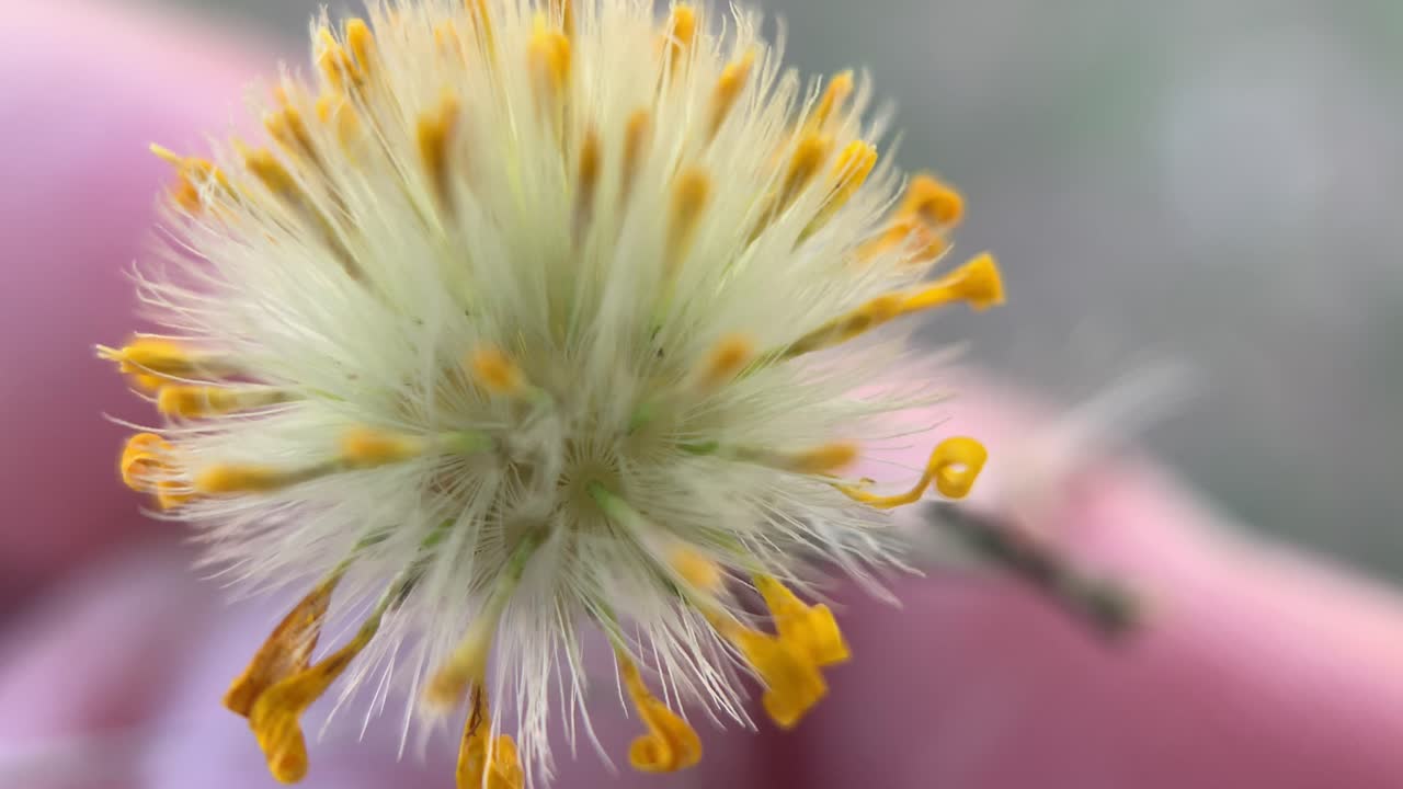 Plante som er veldig lik løvetannblomsten, makrobilde