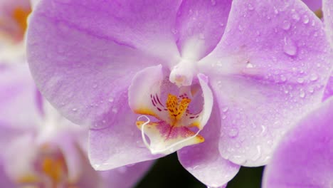 primer plano macro de una orquídea púrpura húmeda después de la lluvia