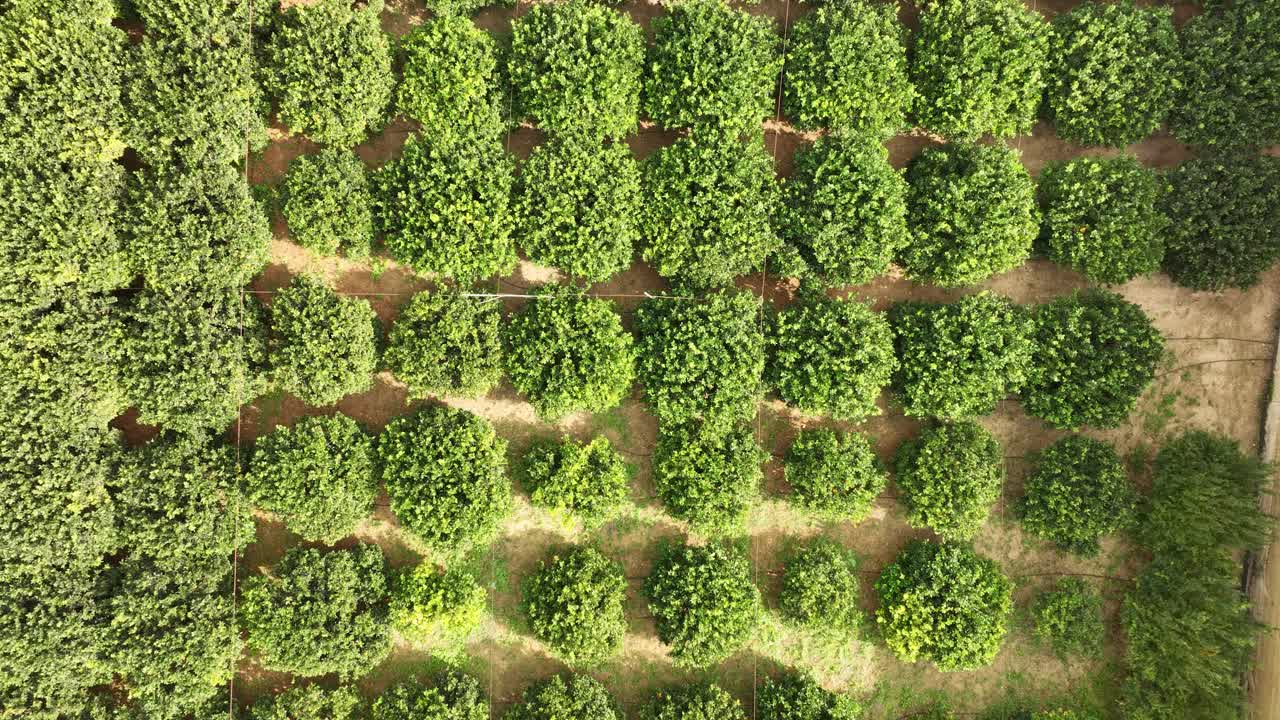 Drone footage shows a striking top-down view of vibrant orchard trees arranged in perfect rows, highlighting the geometric patterns and thriving agriculture of Malta’s rural landscape.