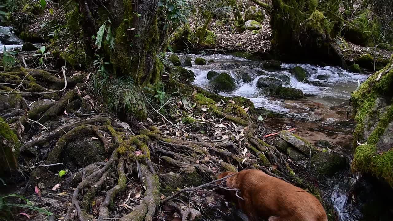 toma estática de agua limpia que fluye por forest creek y perro olfateando