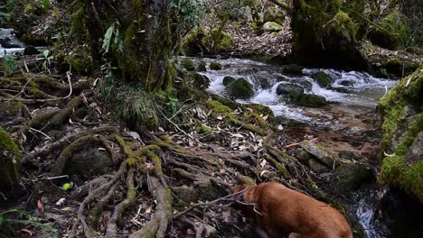 static shot of clean water flowing by forest creek and dog sniffing by