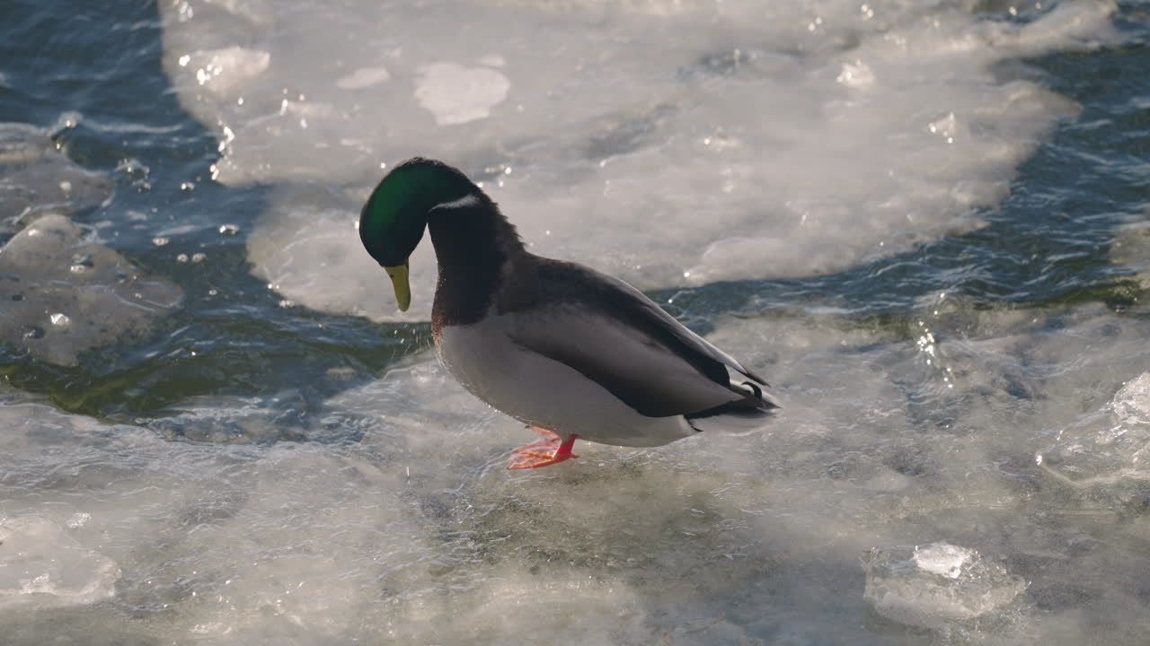 самец утки-кряквы чистит тело и перья на холодном зимнем пруду - съемка с высокого ракурса