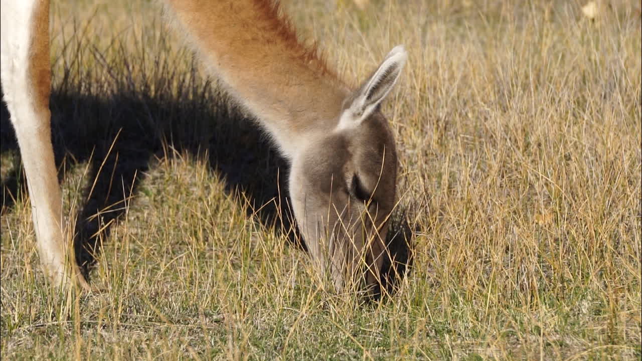 guanaco comiendo hierba en el parque nacional patagonia, chile