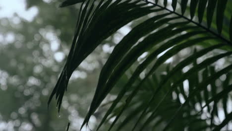 Cámara-Lenta-Cerca-De-Helecho-Tropical-Verde-Mientras-La-Lluvia-Cae-Suavemente-Sobre-La-Selva