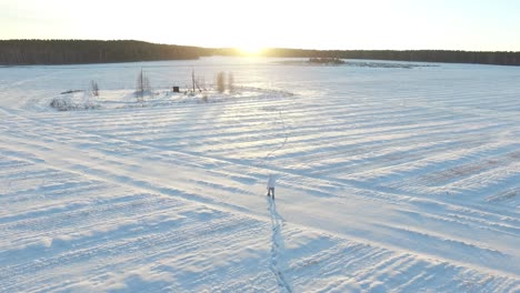 snowy field landscape at sunrise/sunset with person