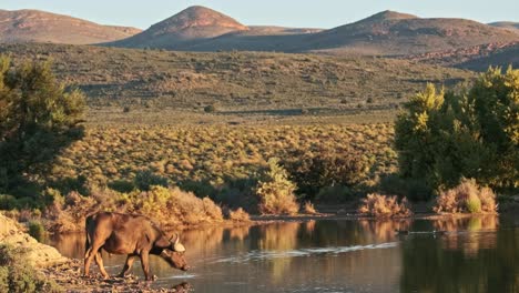 a lone buffalo drinking at a watering hole in south africa