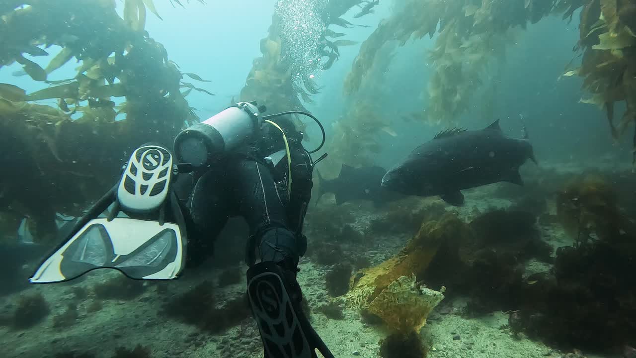 Scuba Diver Swimming in Kelp Bed Forest with Giant Sea Bass. California, Catalina Island