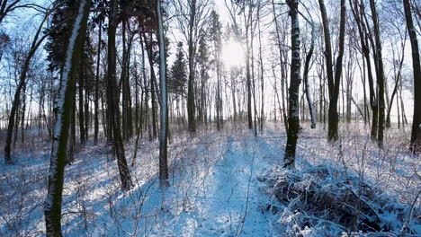 Bei-Sonnenaufgang-Durch-Winterparkbäume-Im-Schnee-Fliegen