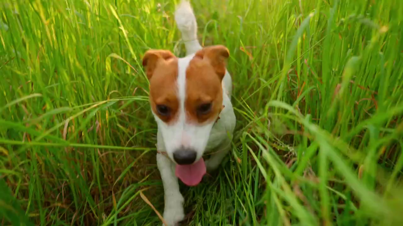 Süßer Jack Russell Terrier läuft durch hohes grünes Gras