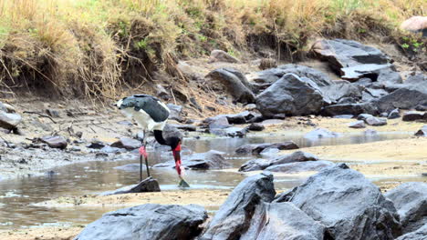 saddle-billed stork catching a fish in shallow water