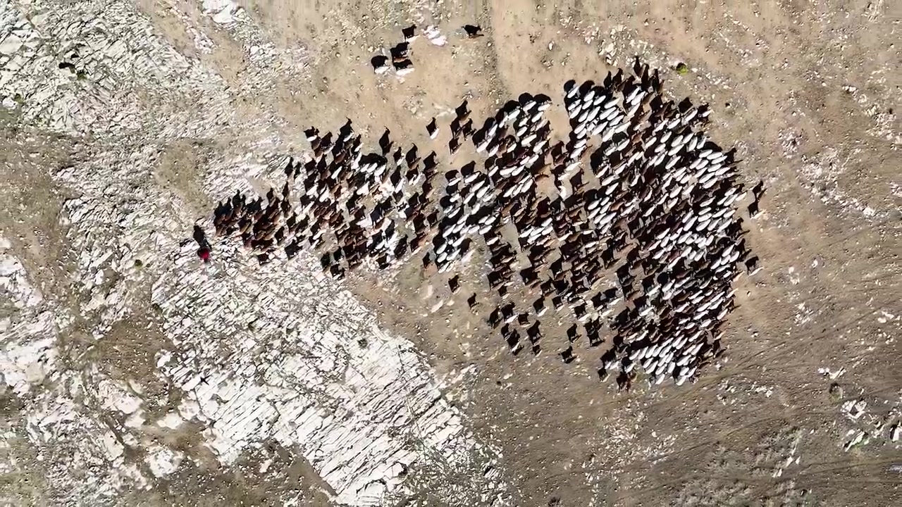 Metraje de dron cenital se acerca para revelar a un nómada mongol pastoreando ganado, cabras y ovejas a través de las pintorescas colinas, mostrando la belleza atemporal del paisaje pastoral de Mongolia
