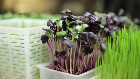 close-up of microgreens