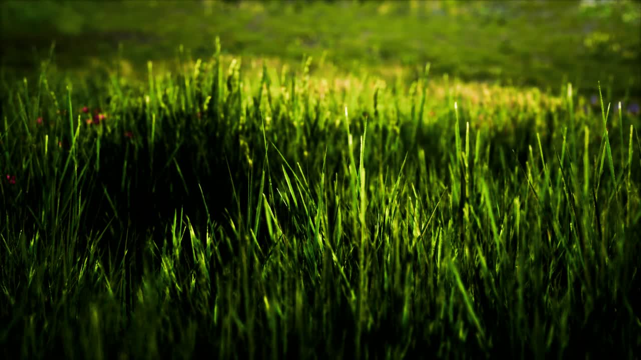 해가 지면 초록 잔디 와 야생 꽃 이 있는  ⁇