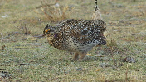 cute sharptail grouse male dances alone in slo mo on prairie grass lek