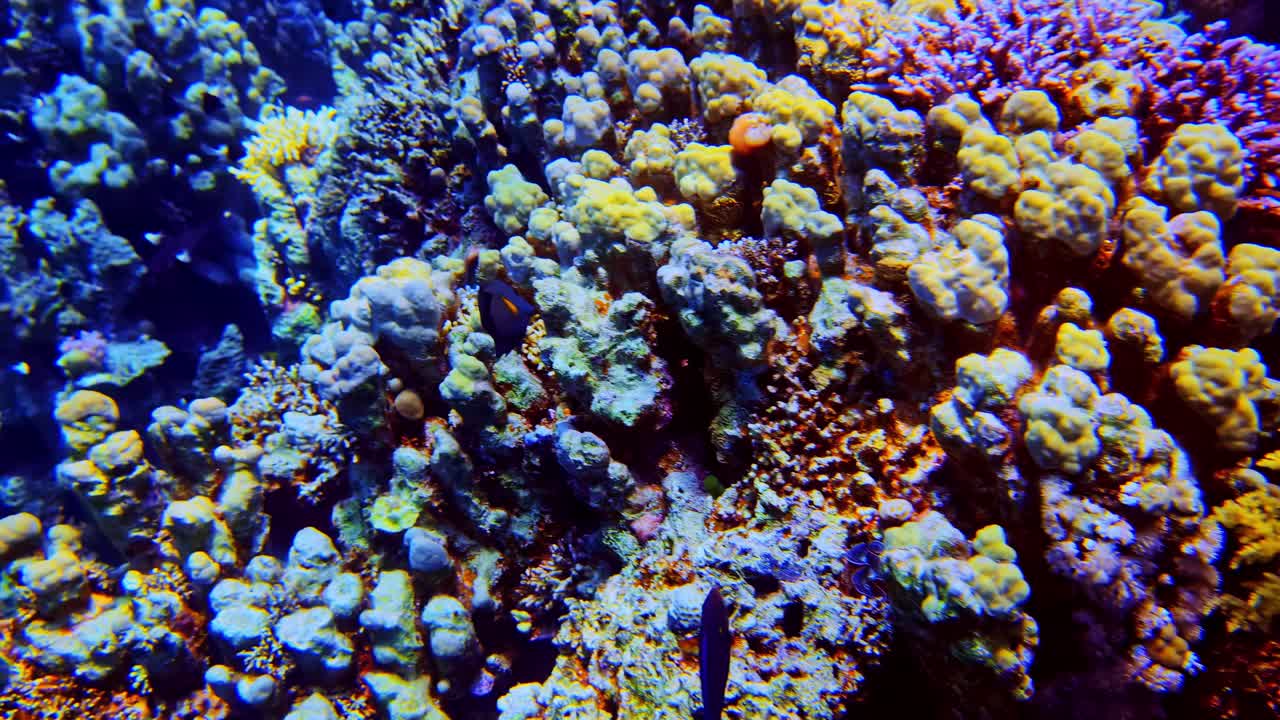 Coralli molli giallo vivace e coralli viola fioriscono su una variegata barriera corallina tropicale.