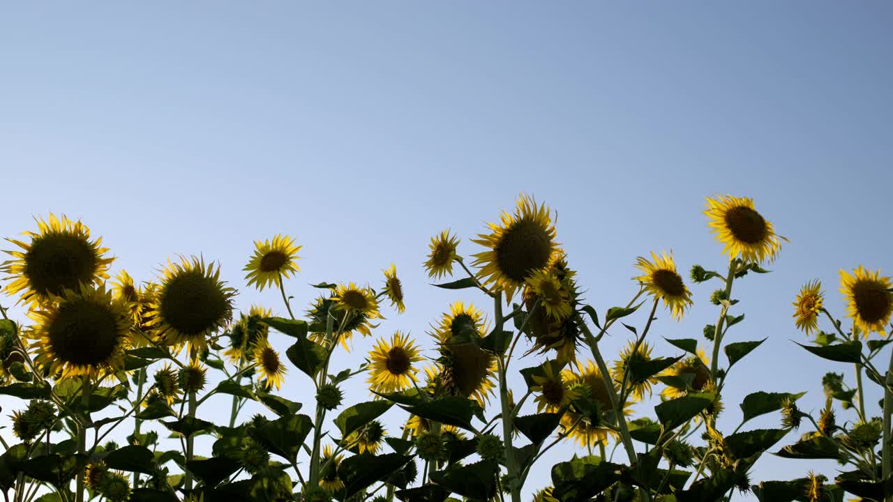 꽃에서 해바라기 꽃의 클로즈업 영상입니다.