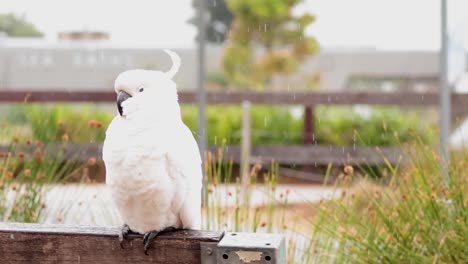 a cockatoo perched on a wooden fence