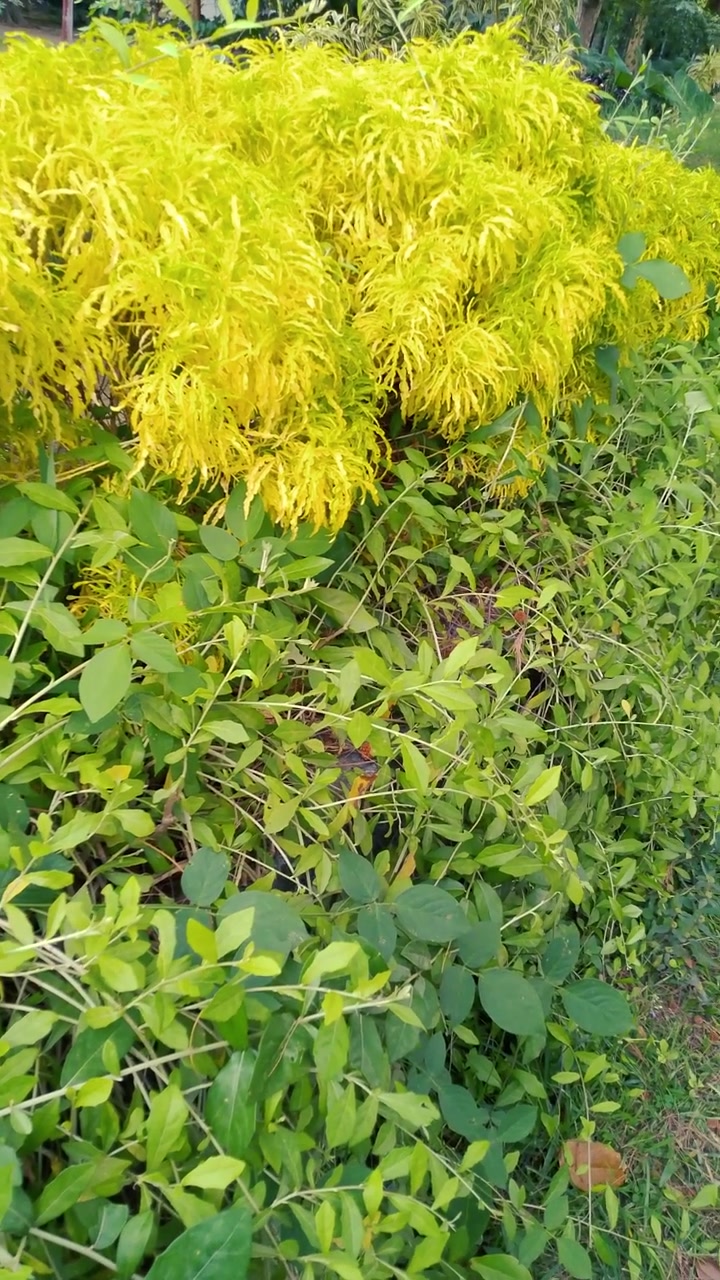 Fogliame giallo e verde vivace in un ambiente da giardino