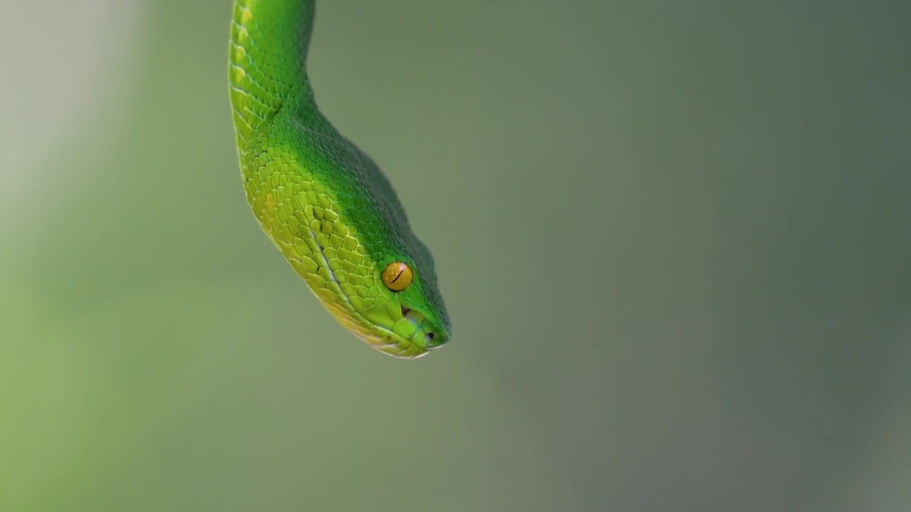 La vipera delle fosse dalle labbra bianche è una vipera velenosa endemica del Sud-est asiatico e si trova spesso di notte in attesa su un ramo o un fusto d'albero vicino a uno specchio d'acqua con abbondanza di prede.