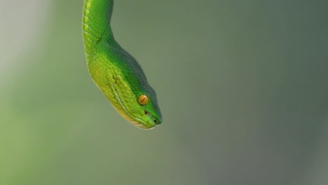 La-Víbora-De-Labios-Blancos-Es-Una-Víbora-Venenosa-Endémica-Del-Sudeste-Asiático-Y-A-Menudo-Se-Encuentra-Durante-La-Noche-Esperando-En-Una-Rama-O-Rama-De-Un-árbol-Cerca-De-Un-Cuerpo-De-Agua-Con-Muchos-Alimentos