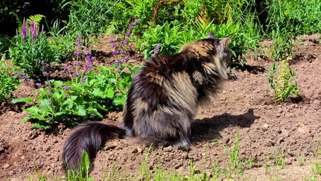 side view of a maine coon cat sitting at backyard.