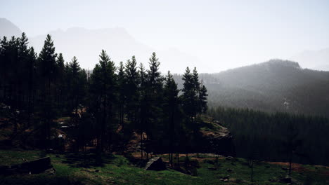 evergreen fir tree and mountains on a background on a sunset after the rain