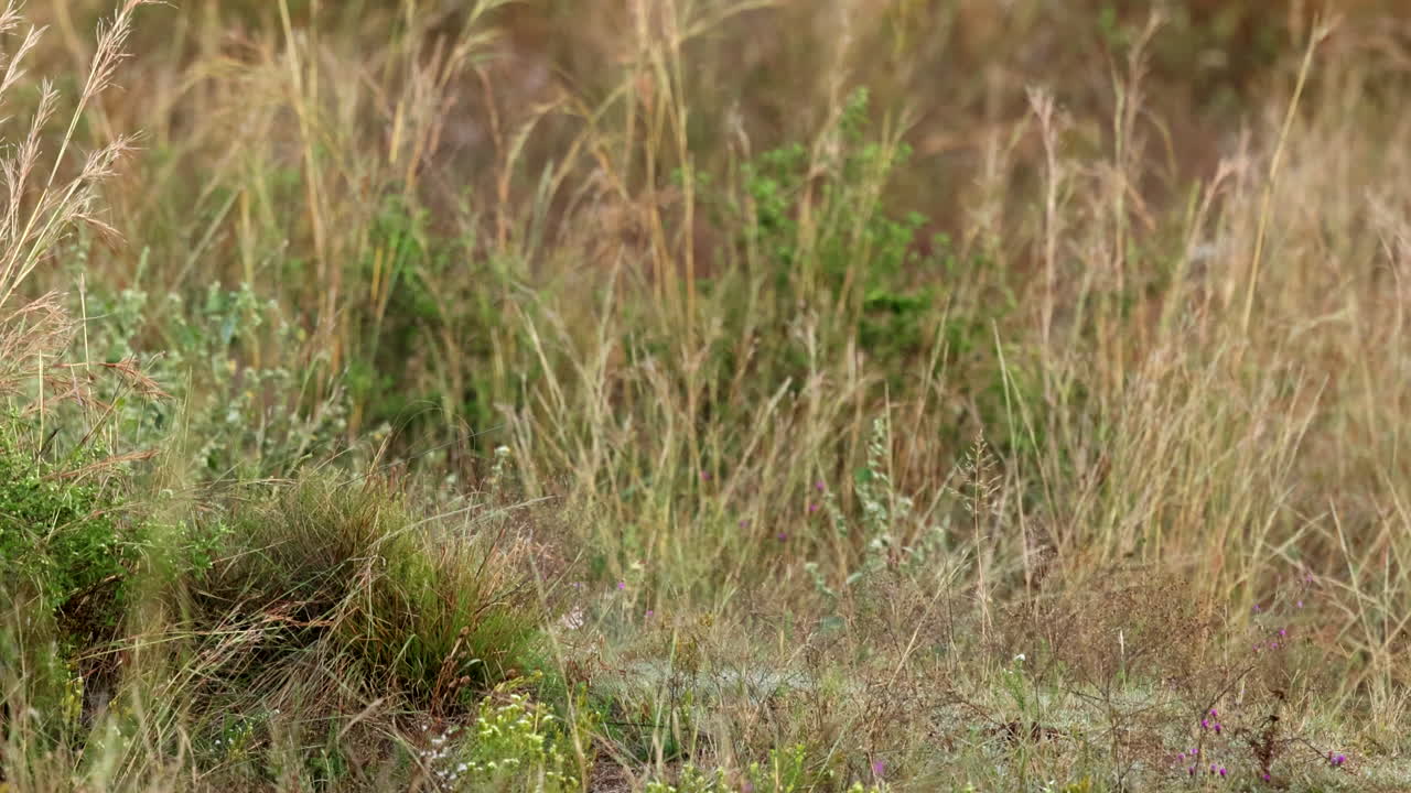 Crouched lioness in tall grass stares intently stalking prey, slomo zoom