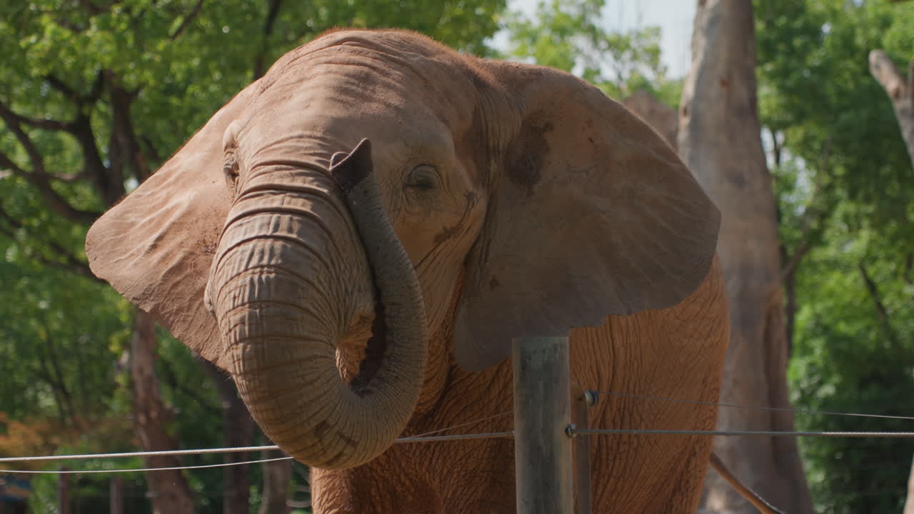Elefante estirando la trompa hacia la cámara, rostro expresivo y piel texturizada, trompa extendida más allá de un poste de valla, luz solar cálida y fondo de dosel frondoso, gesto juguetón y curioso capturado en un entorno de parque.