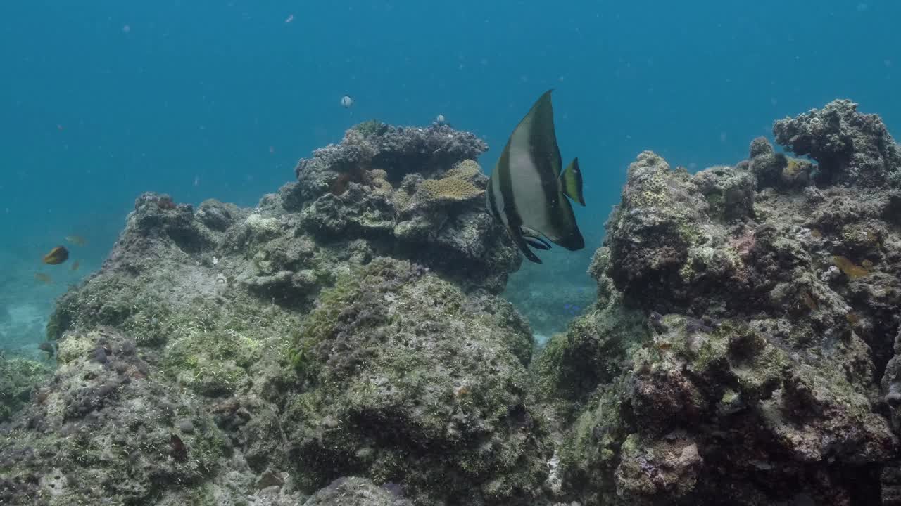 Longfin Batfish (Platax Teira) Swimming In The Blue Ocean. Marine Life. underwater
