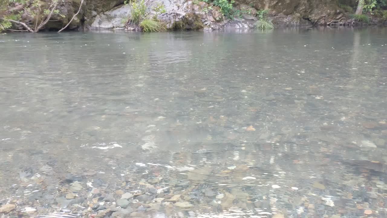 Redwood forest stream with running water in 4k