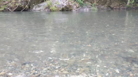 redwood forest stream with running water in 4k