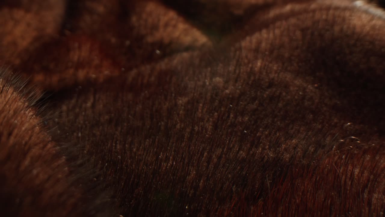 Primo piano di texture in pelliccia marrone