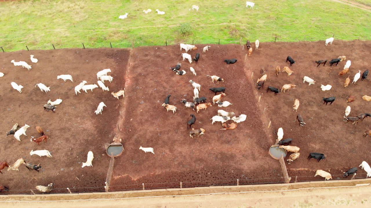 감금된 가축, 소, 소, 흐린 날의 조감도