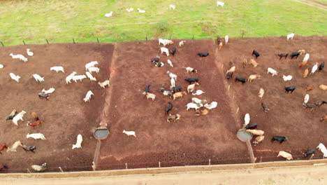 livestock in confinement, oxen, cows, aerial view in cloudy day