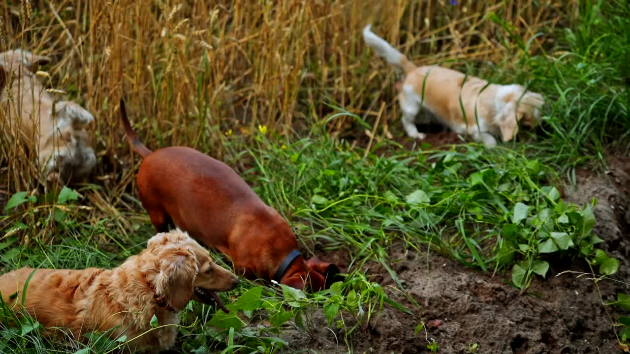 Funny dogs on field. Group of well-groomed domestic animals walking on the ground and digging holes. Top view.